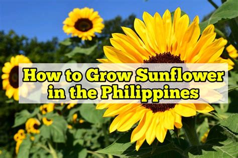 how to plant sunflower in the philippines|HOW TO GROW SUNFLOWER .
